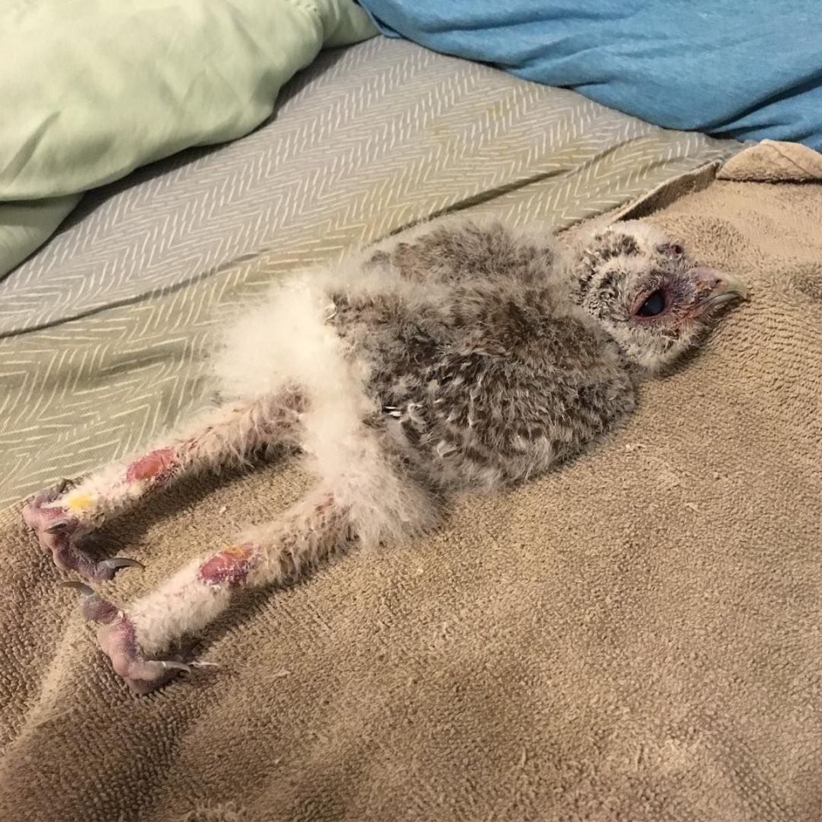 A young owl sleeping on a bed.
