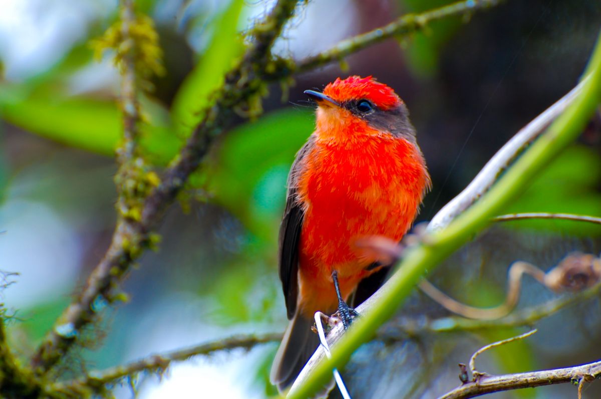 A beautiful Vermilion Flycatcher perching on a branch.