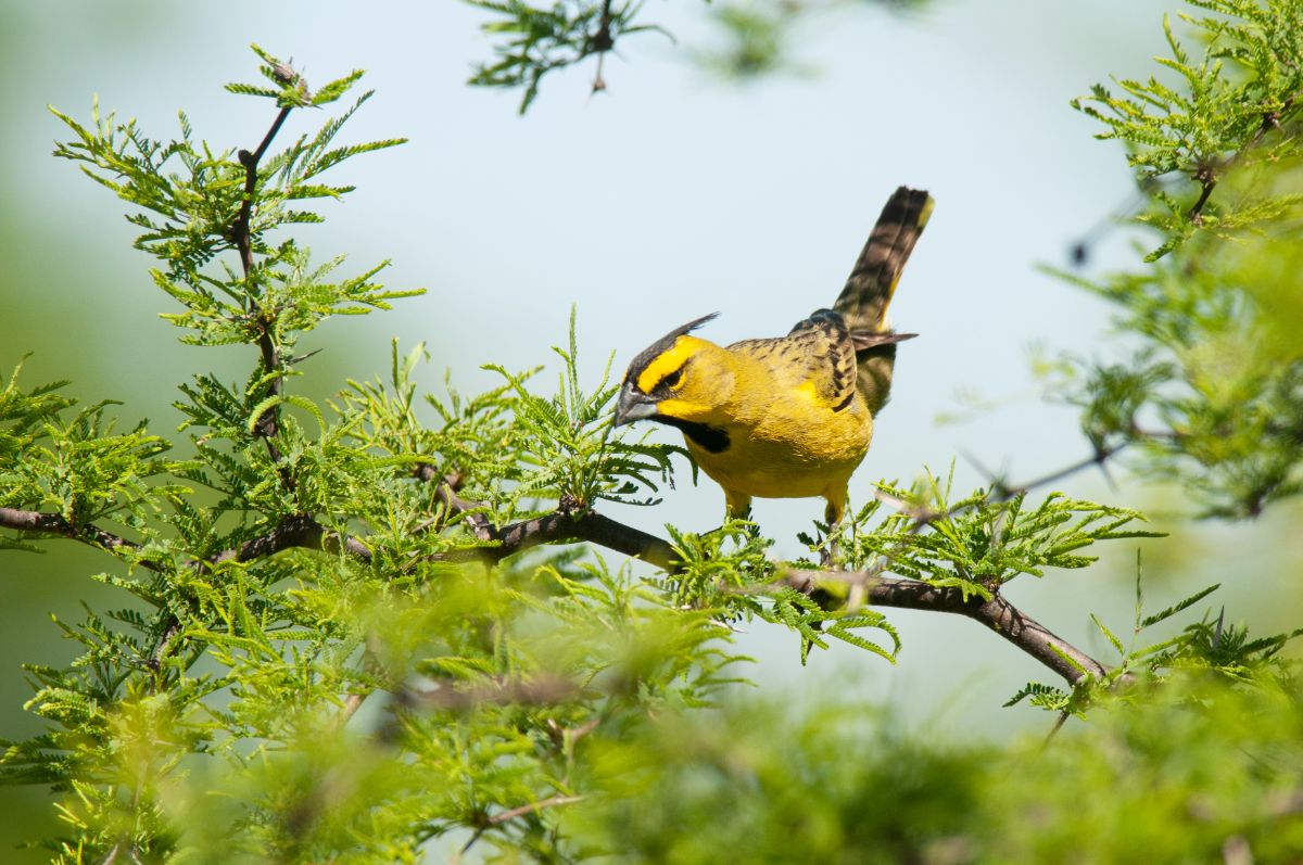 A beautiful Yellow Cardinal perching on a branch.
