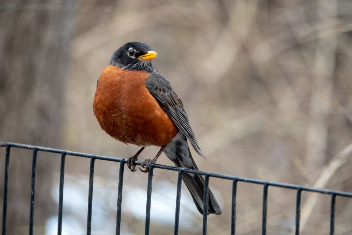 A beautiful American Robin perched on a metal fence.