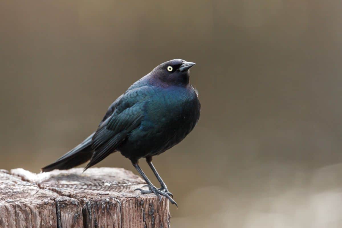 A cool-looking Brewer’s Blackbird standing on a wooden pole.