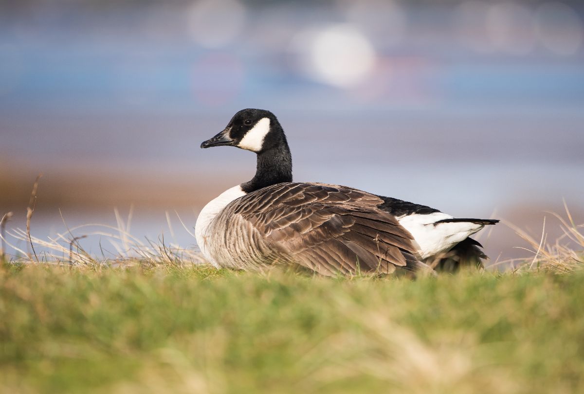 A beautiful Canada Goose on a meadow on a sunny day.