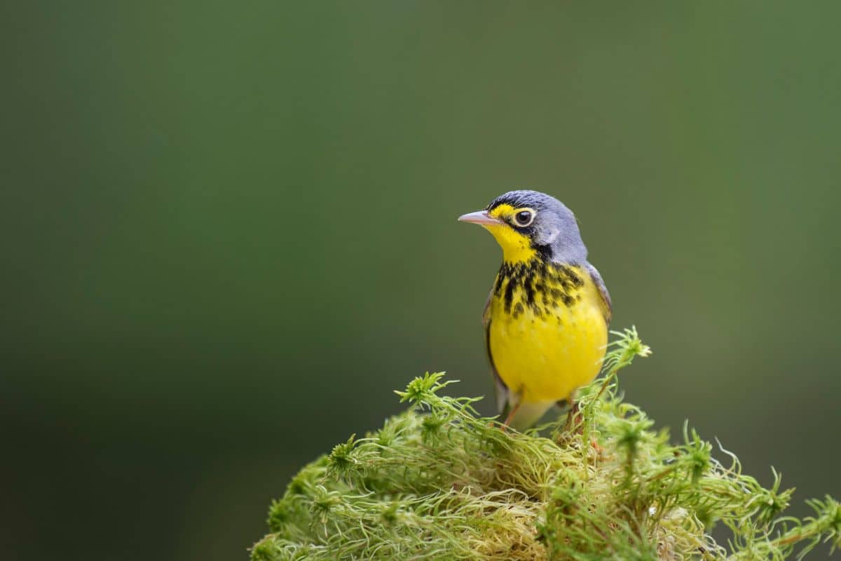 A cute Canada Warbler perched on moss.