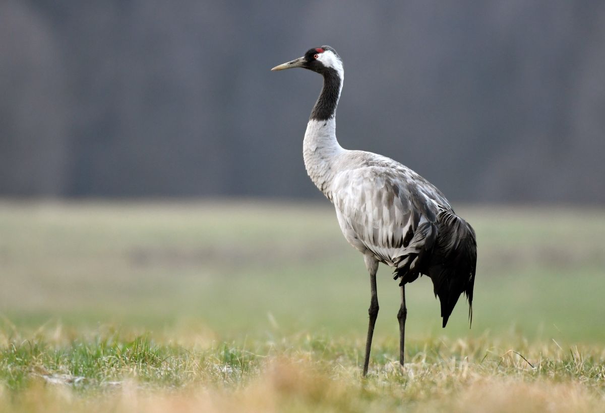 A tall, beautiful Common Crane standing on a meadow.