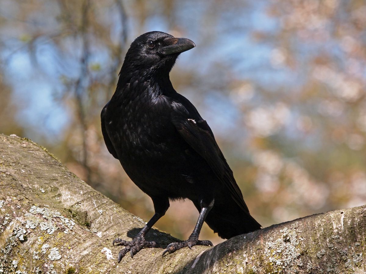 A beautiful Crow perched on a tree.