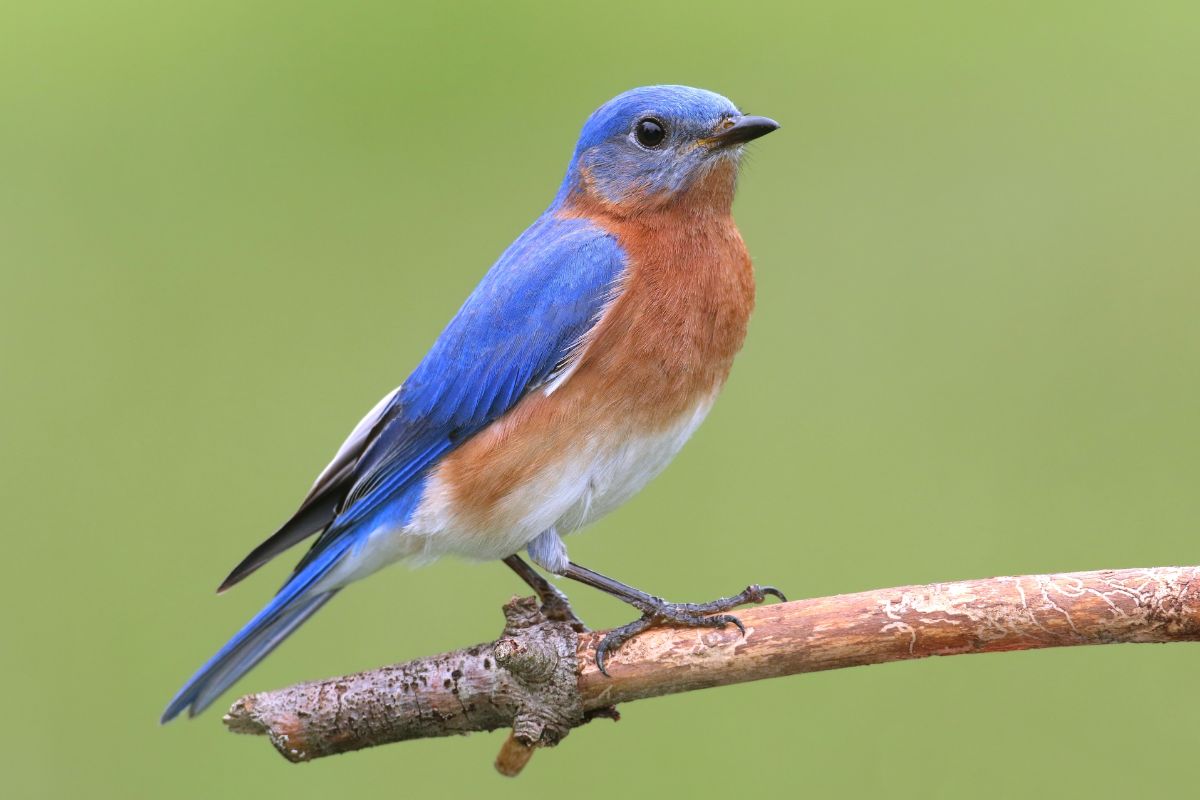 A beautiful Eastern Bluebird perched on an old branch.