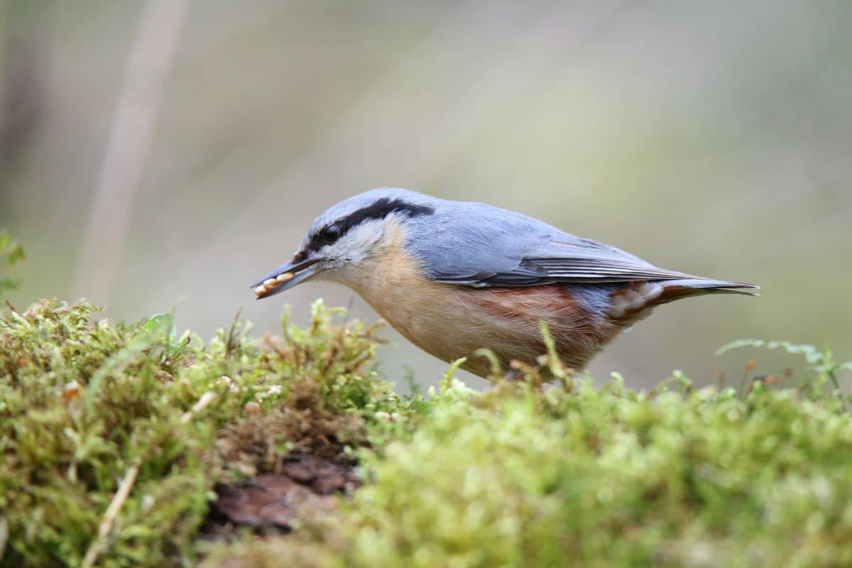 Cute Eurasian Nuthatch eating seeds on a meadow.