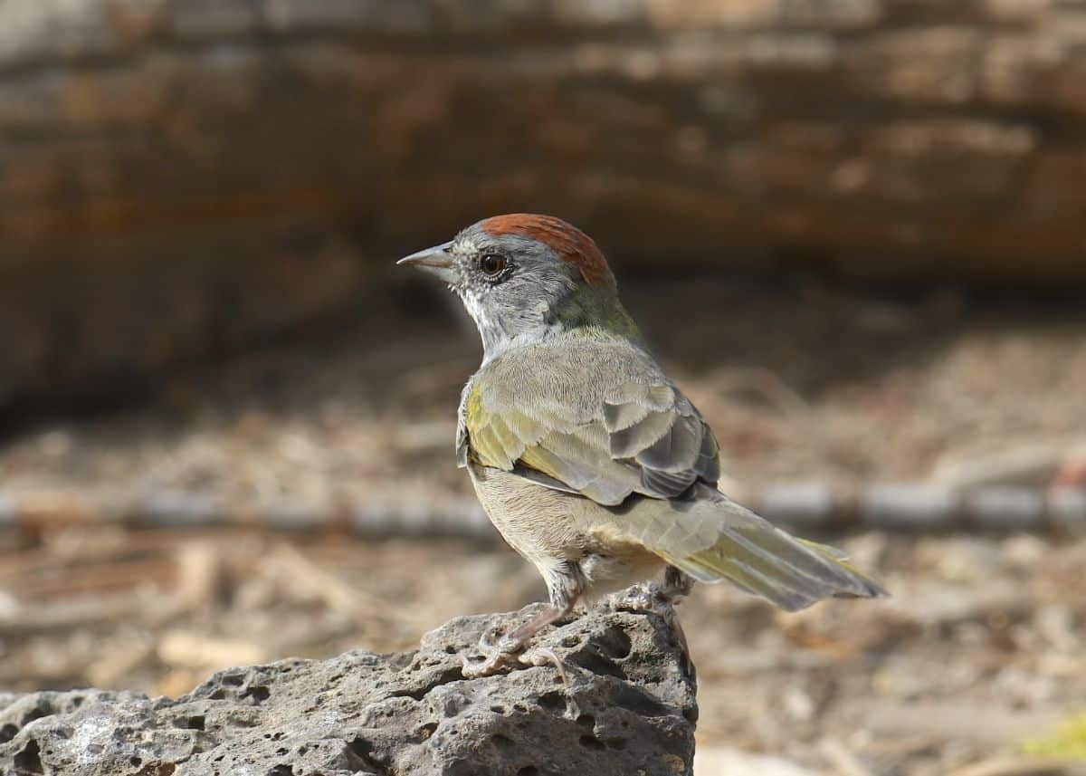 A cute Green-Tailed Towhee perched on a rock.