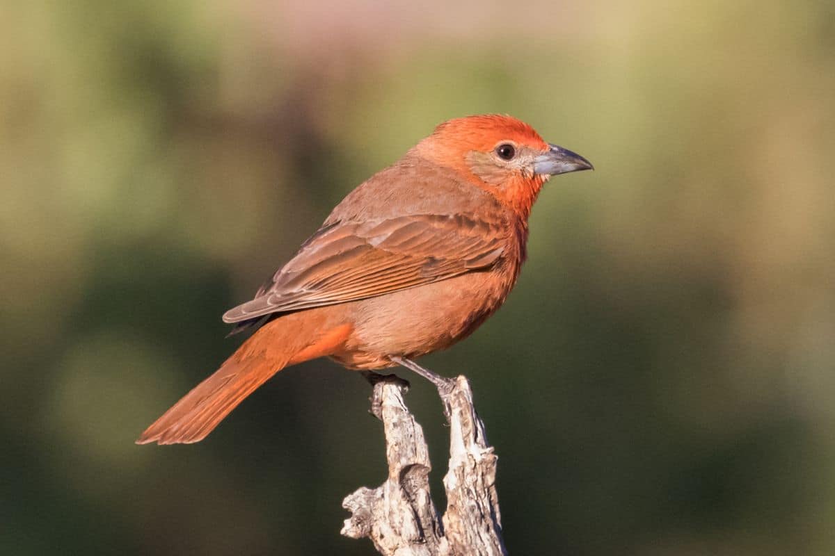 An adorable Hepatic Tanager perched on a broken branch on a sunny day.