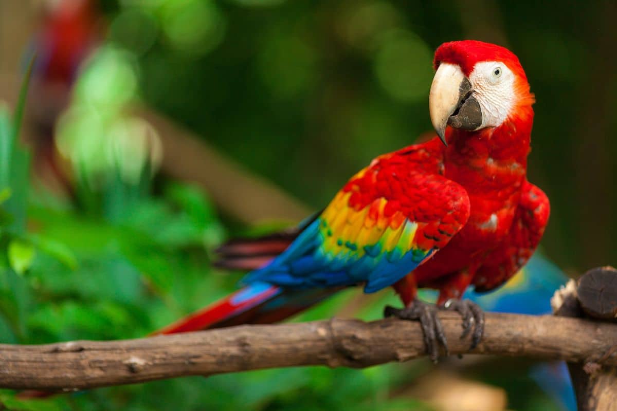 A beautiful Macaw perched on a branch.
