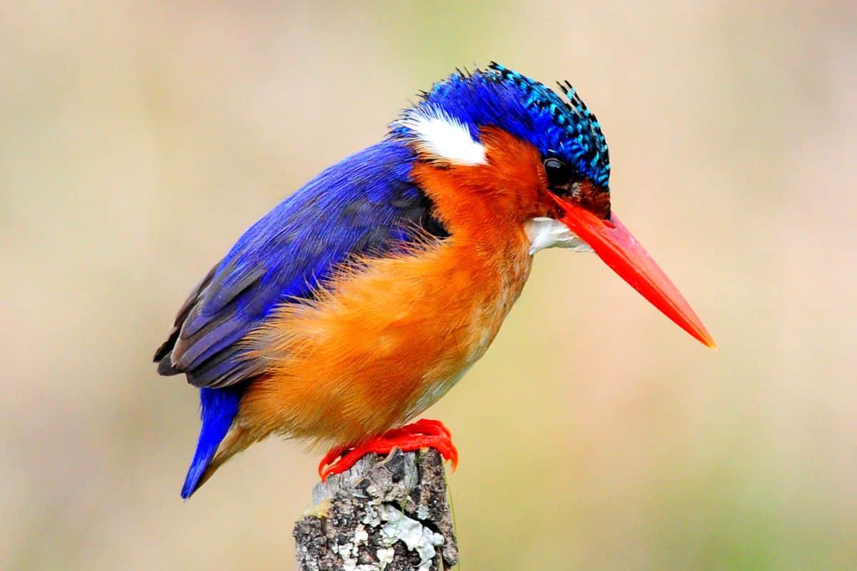 A beautiful Malachite Kingfisher standing on a wooden branch.