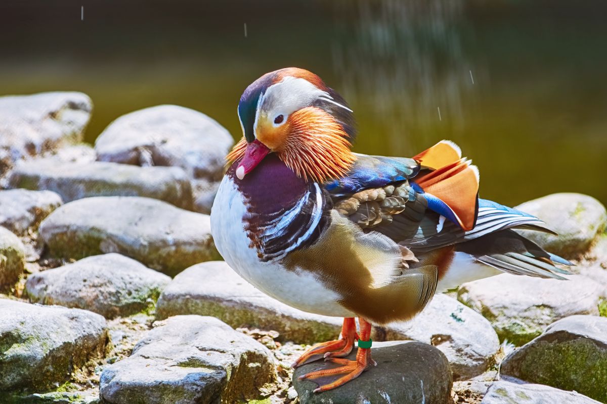 A beautiful Mandarin Duck standing on a rock near the water.