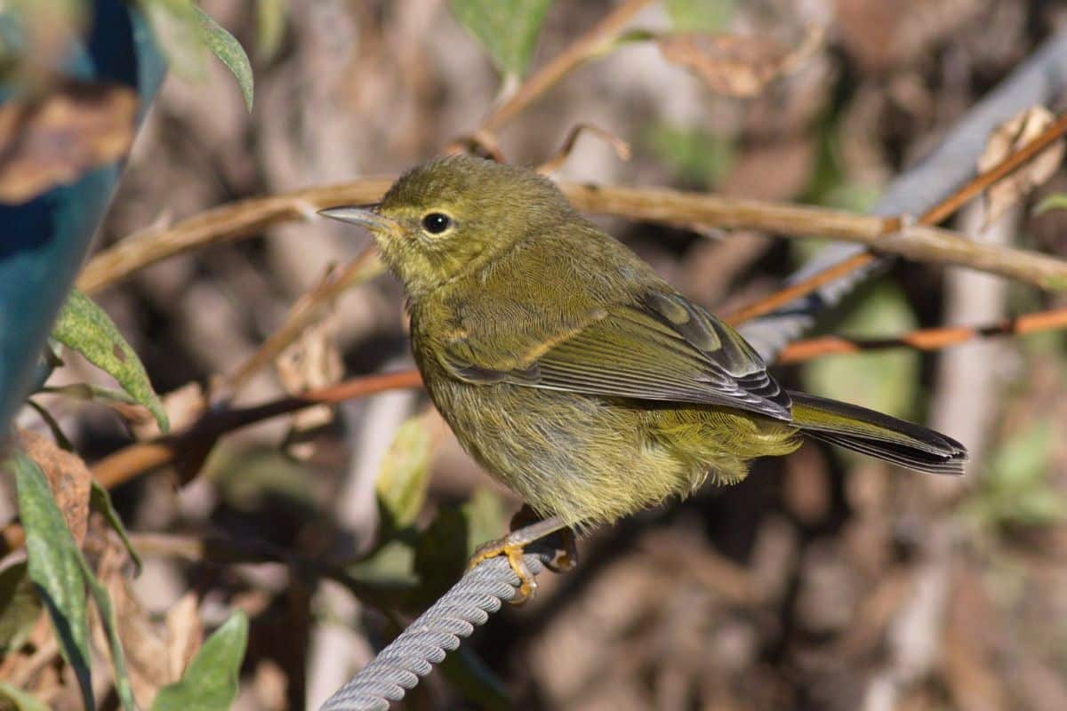 A cute Orange-Crowned Warbler perched on a steel rope.