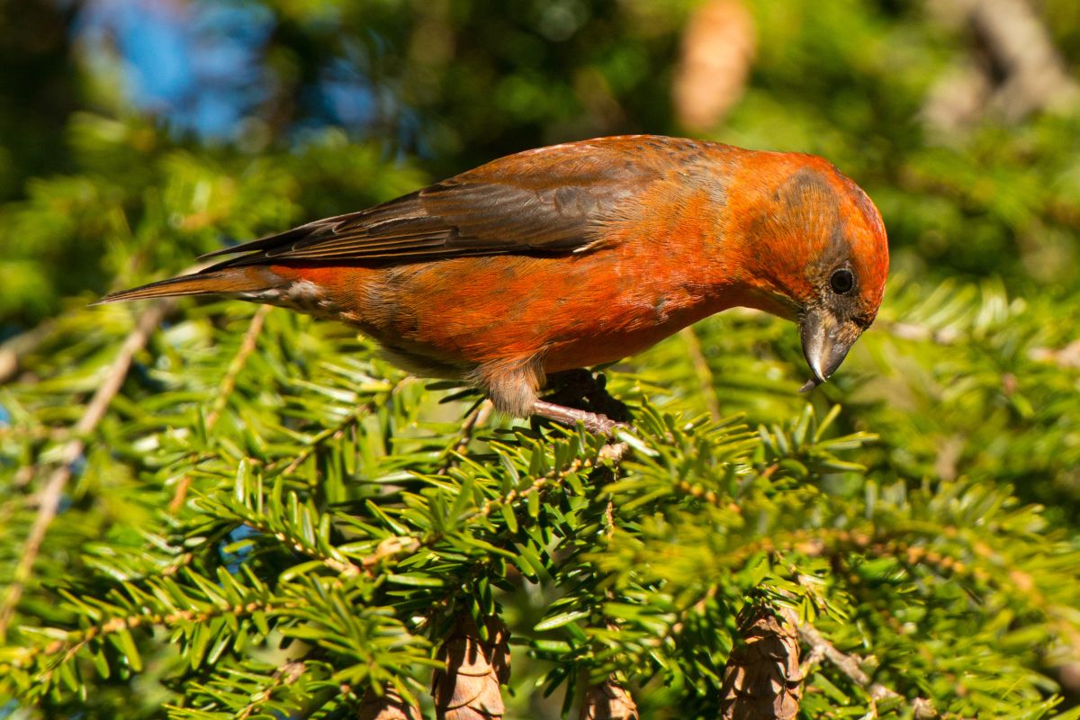 A beautiful Red Crossbill standing on a tree branch.