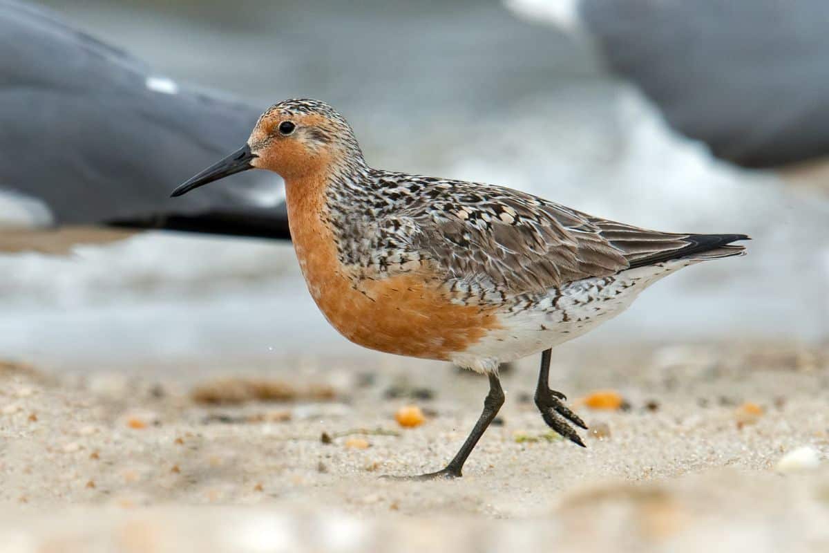 Red knot walking on a beach.