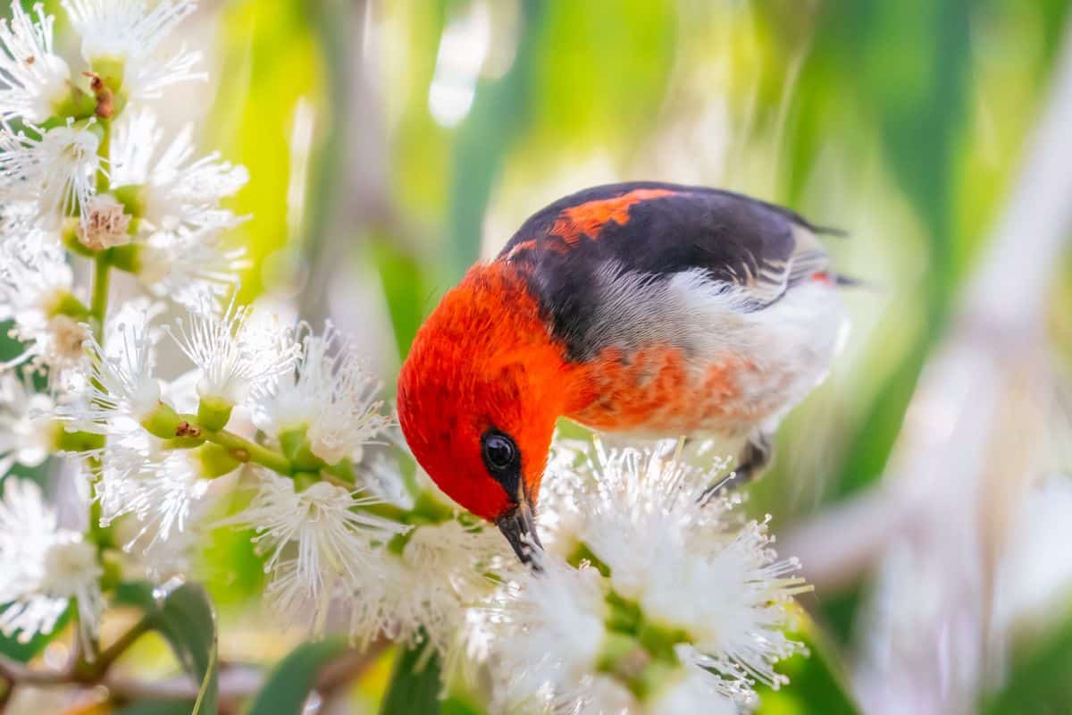 A beautiful Scarlet Honeyeater perched on a branch with white flowers.