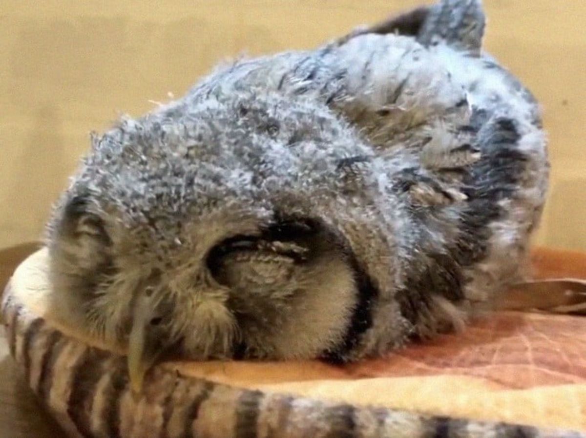 A cute owl sleeping on a pillow.
