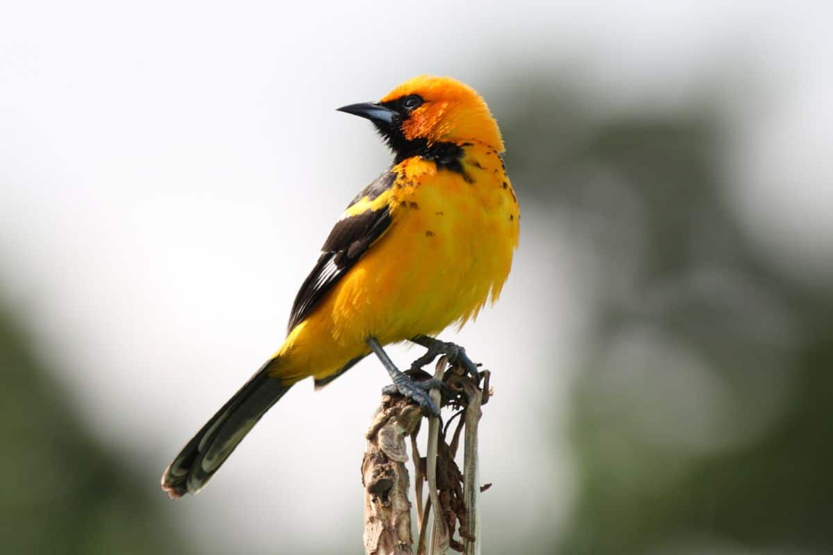 A beautiful Spot-breasted Oriole perching on a branch.