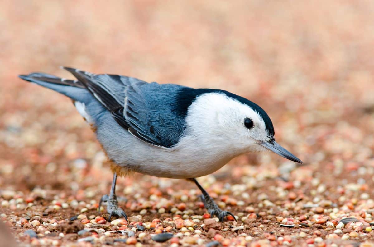 A cute White-breasted Nuthatch on rocky soil.