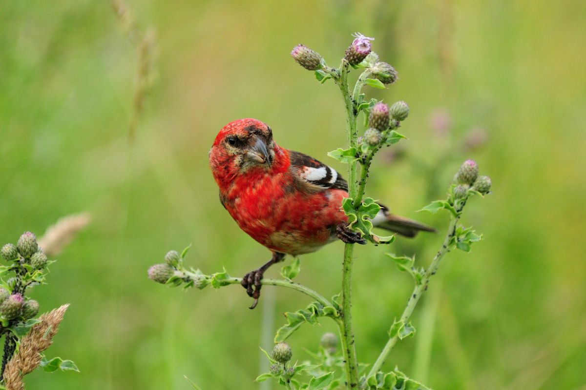 A beautiful White-Winged Crossbill perching on a plant.