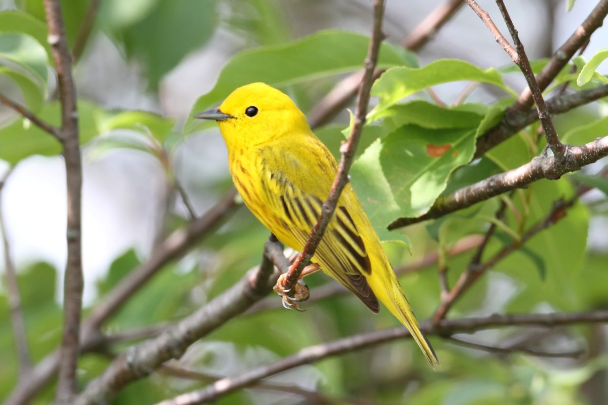 A beautiful Yellow Warbler perching on a thin branch.