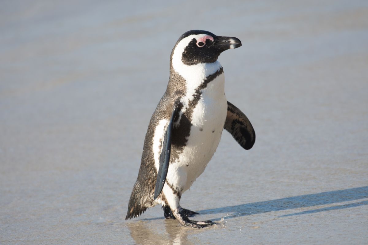 An adorable African Penguin walking on the beach.