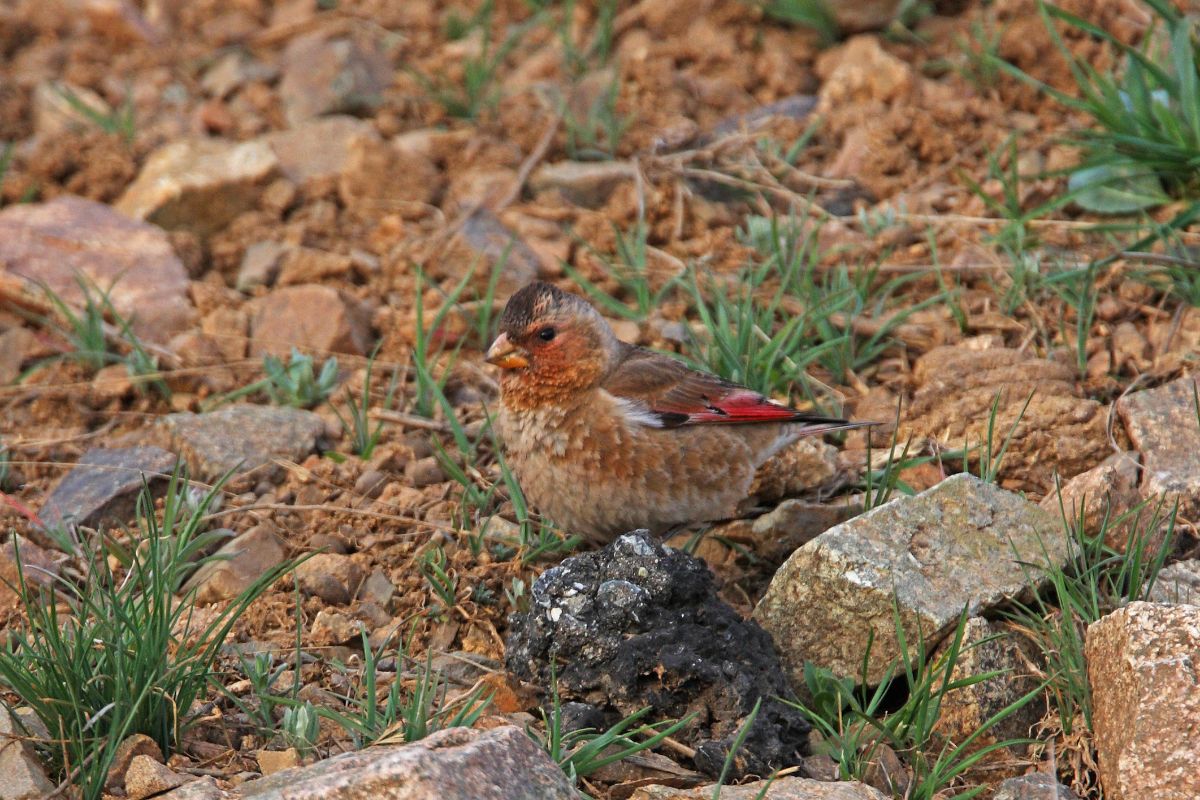 A beautiful Asian Crimson-Winged Finch sitting on rocky soil.