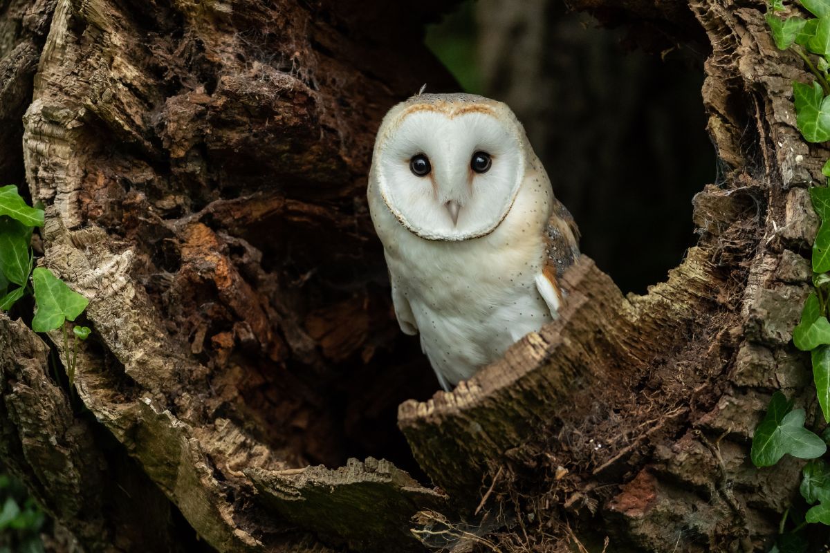 A cute barn owl sitting in a hollow tree trunk.
