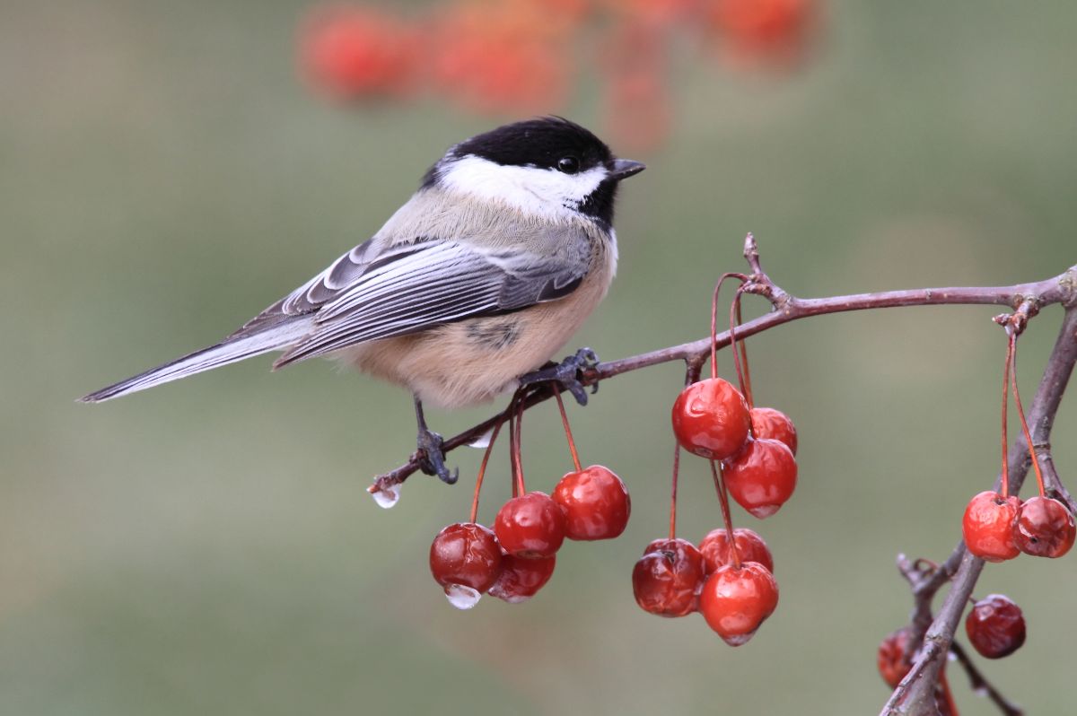 A cute Black-capped Chickadee perched on a cherry branch with fruits.