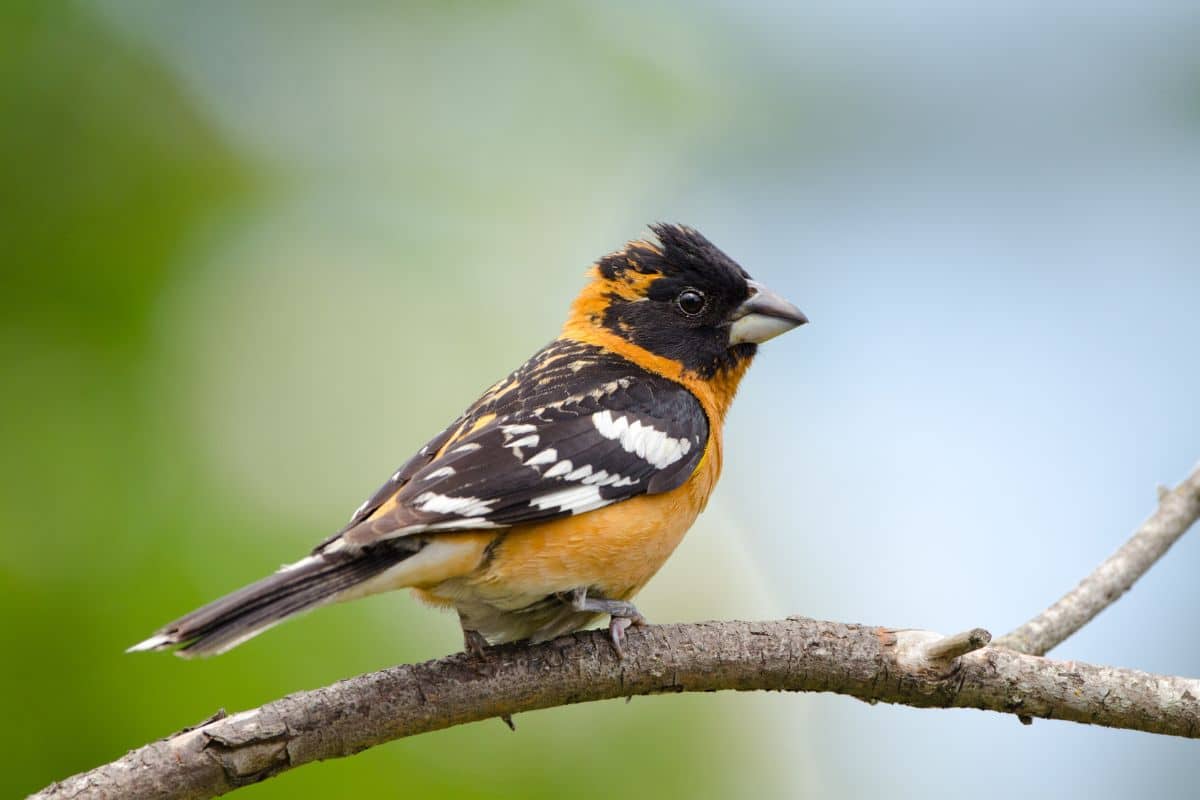 Cute Black-headed Grosbeak standing on a tree branch.