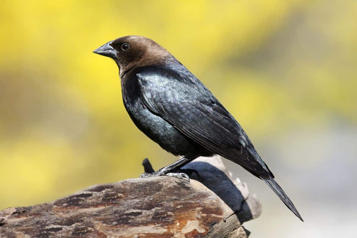 A beautiful Brown-headed Cowbird standing on a wooden log.