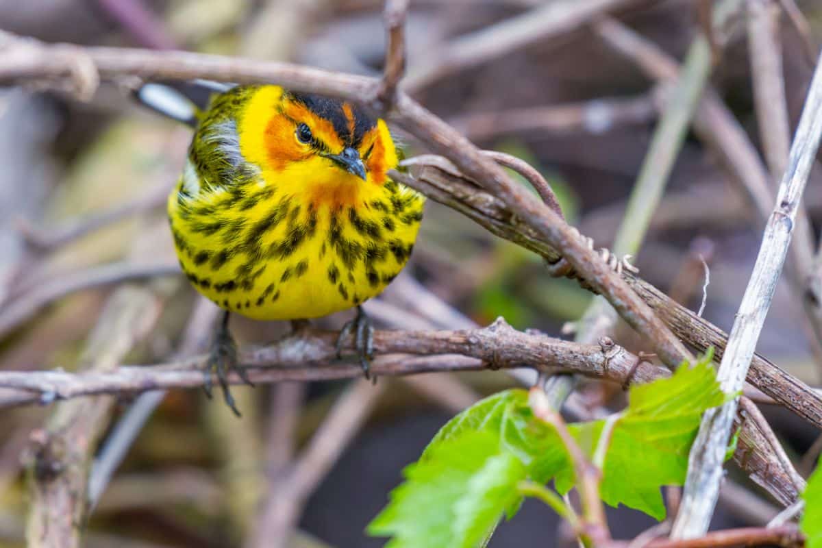 A cute Cape May Warbler perched on a branch.