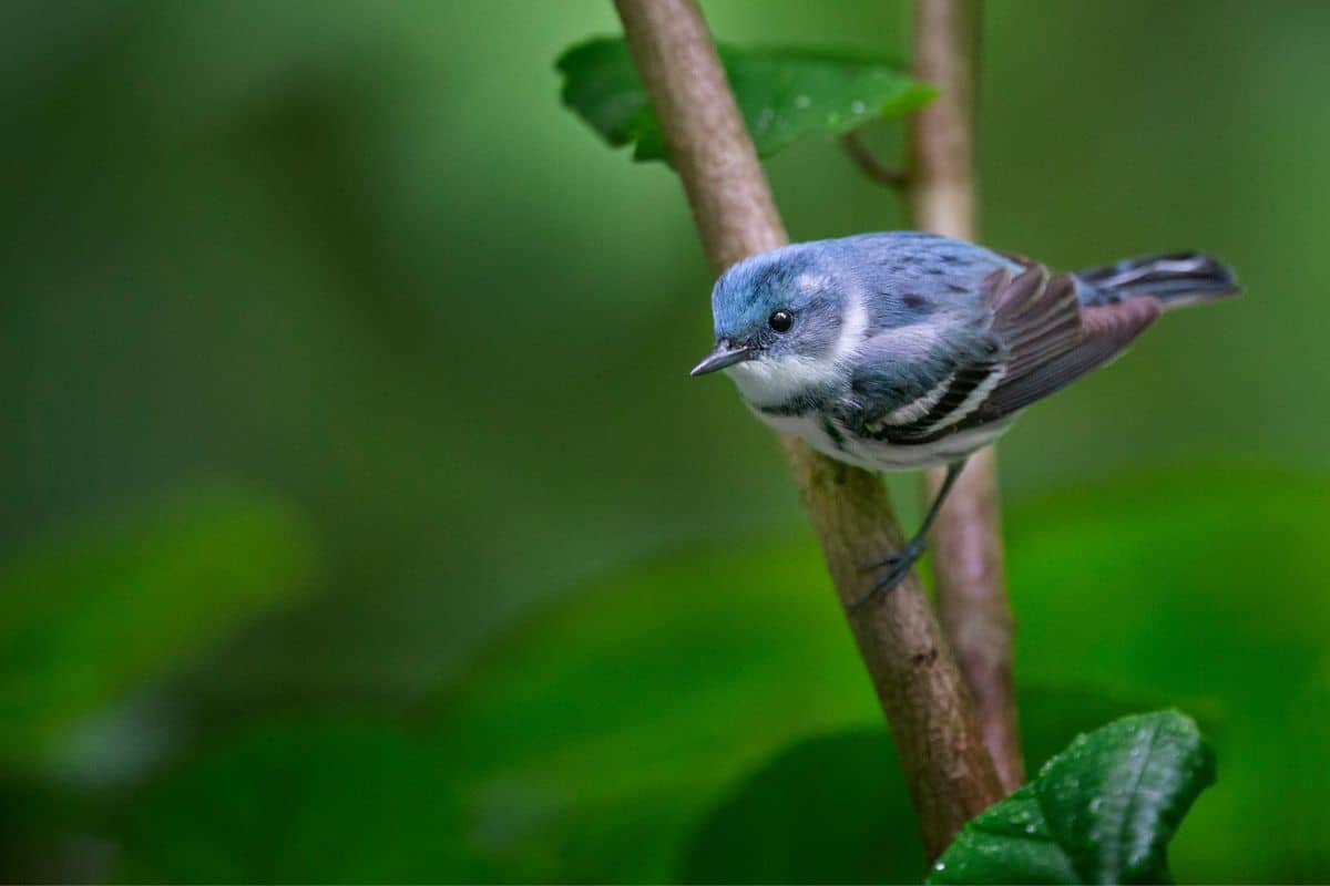 A cute Cerulean Warbler perched on a branch.