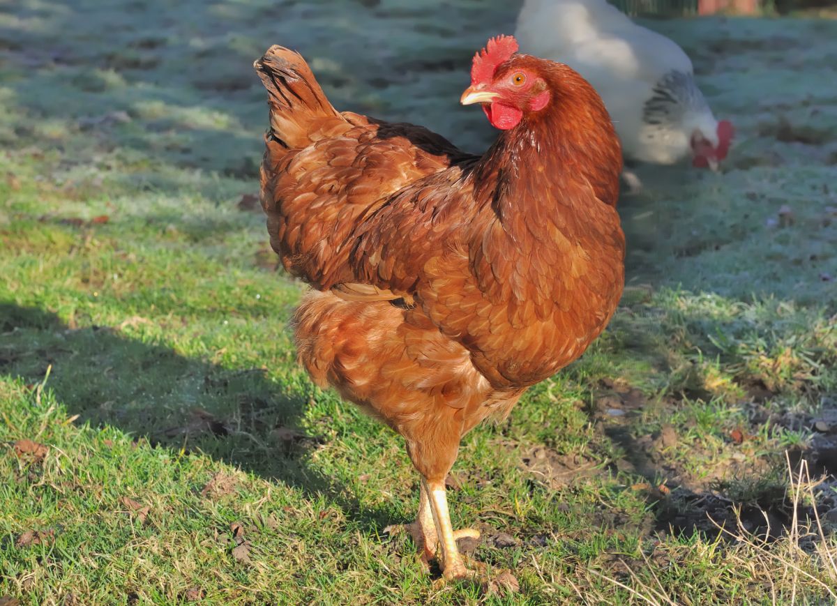 A brown chicken in a backyard pasture.