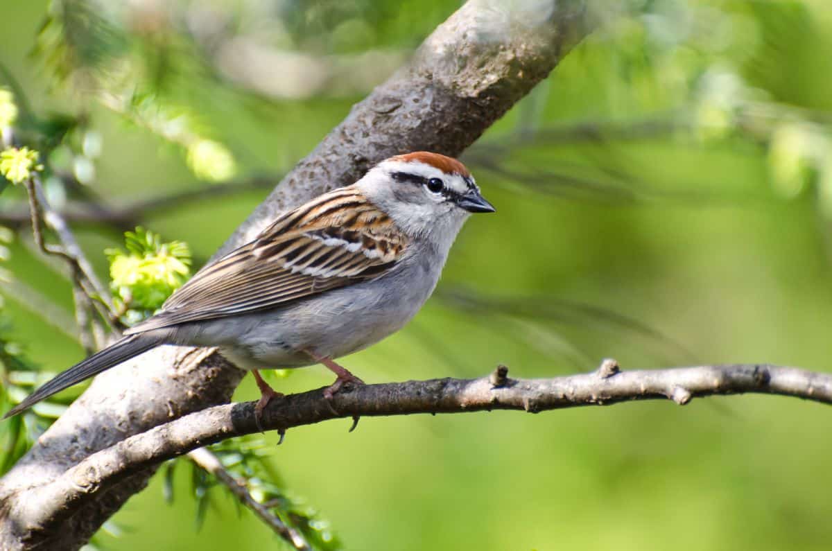 A cute Chipping Sparrow perched on a branch.