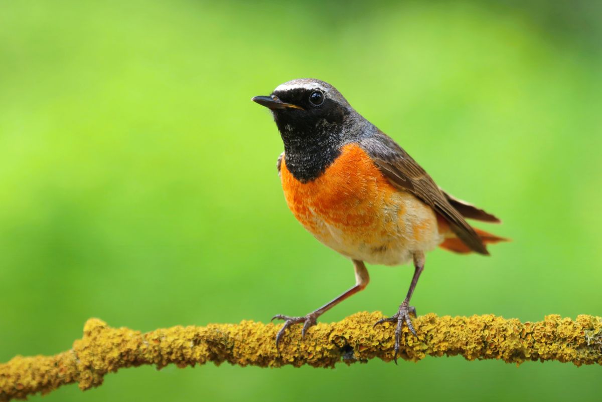 Common Redstart perching on a branch covered by moss.