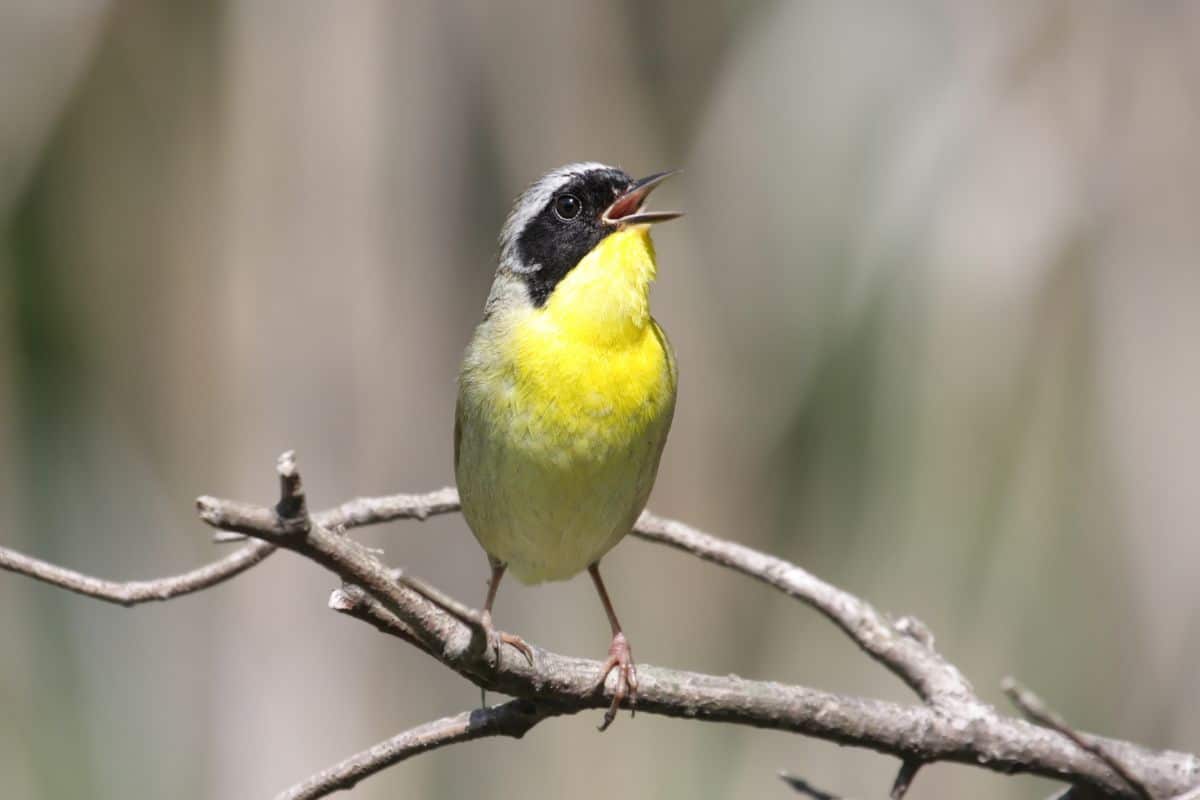A cute Common Yellowthroat perched on a branch.