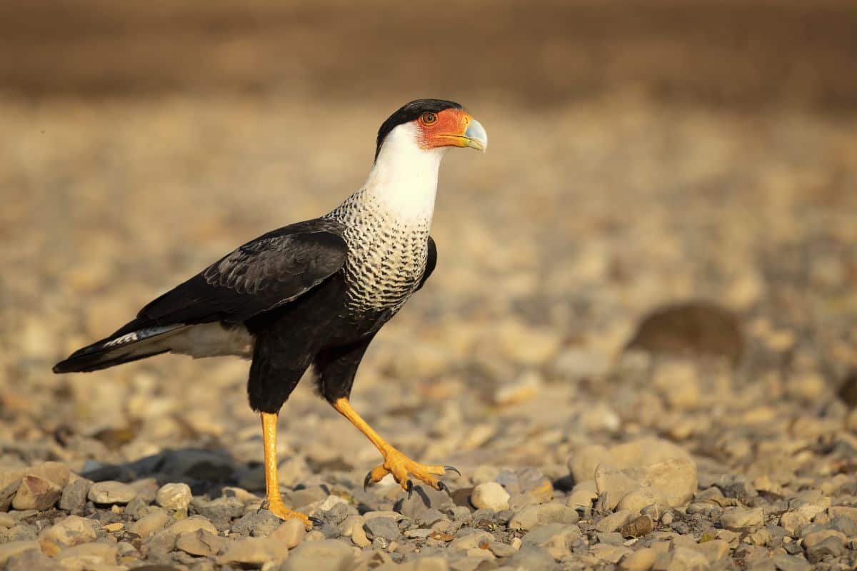 A cool-looking Crested Caracara standing on rocky ground.