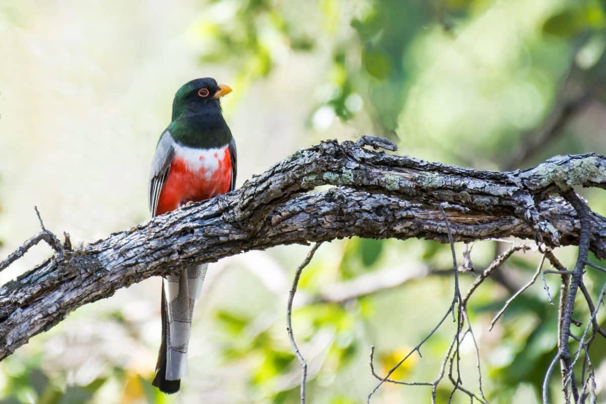 A beautiful Elegant Trogon perched on an old branch.