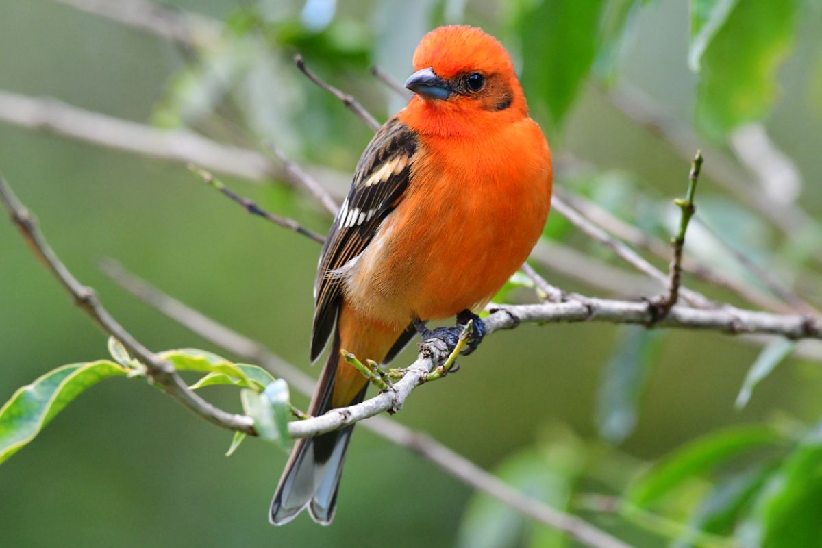 A beautiful Flame-colored Tanager perched on a branch.