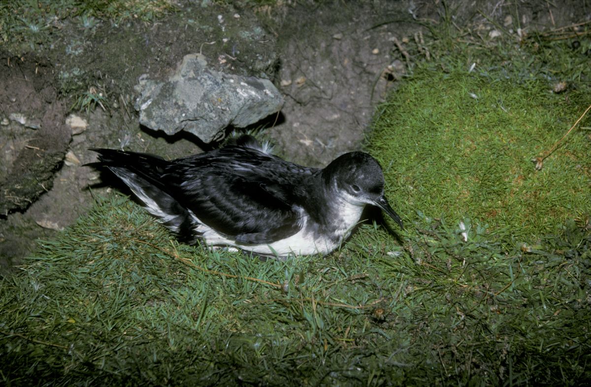 A beautiful Manx Shearwater perched on the ground.