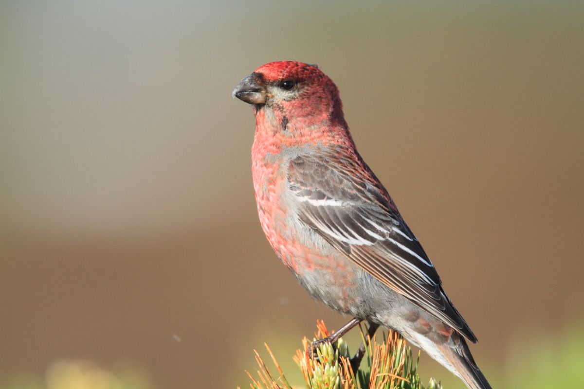 A beautiful Pine Grosbeak perching on a plant.