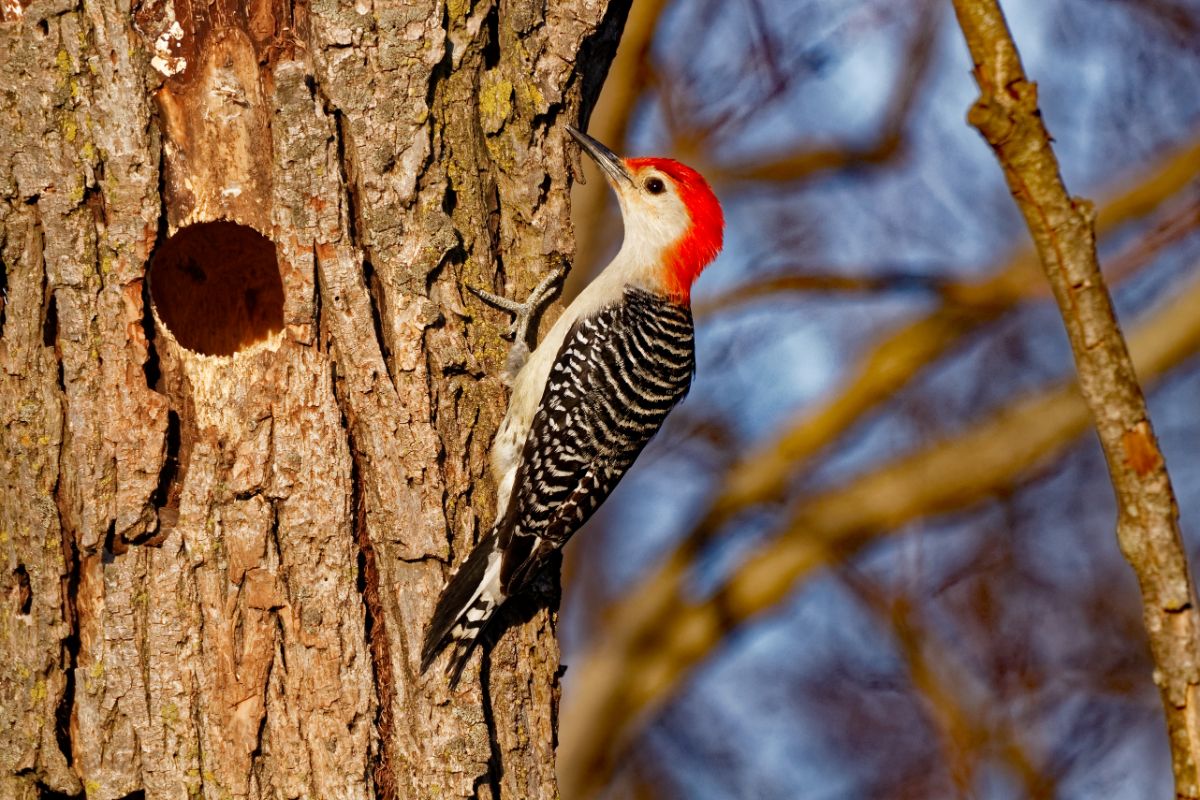 A beautiful Red-bellied Woodpecker pecking on a tree.