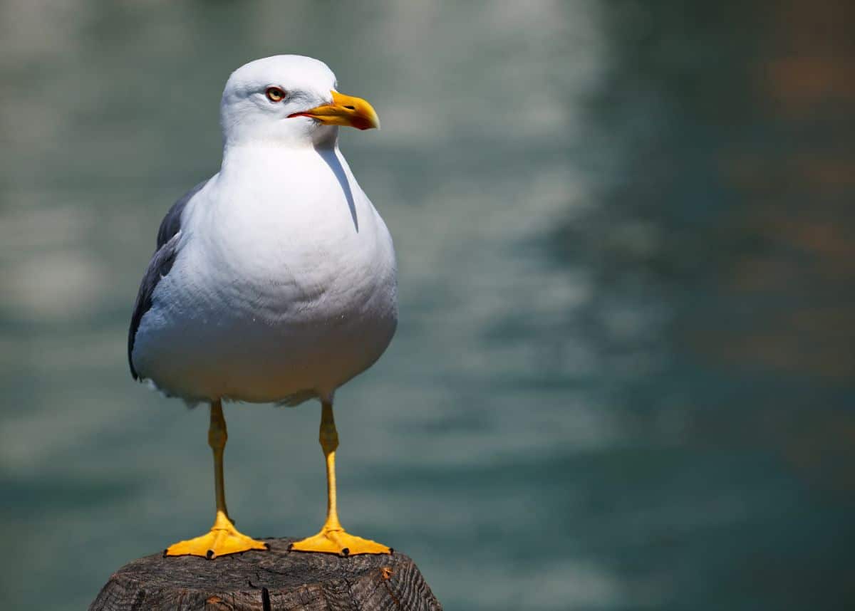 A beautiful Seagull perched on a wooden log.