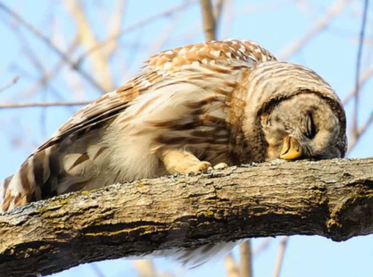 A big adult owl sleeping on a big branch.