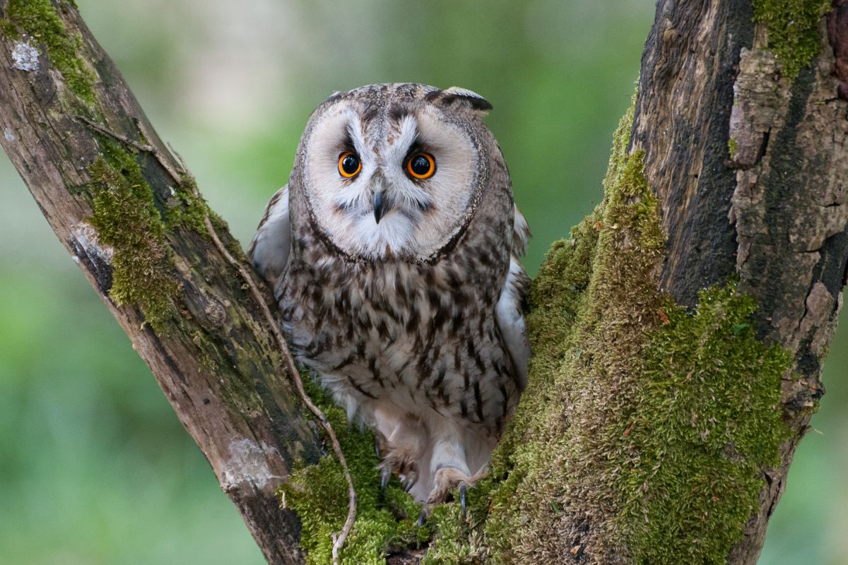 Big Tawny Owl standing on a tree.