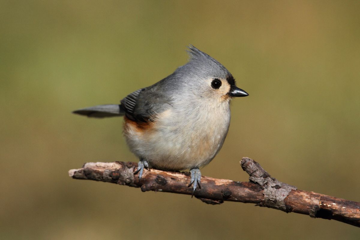 An adorable Tufted Titmouse perched on a dried branch.