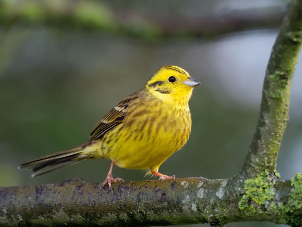 A cute Yellowhammer perching on a branch.