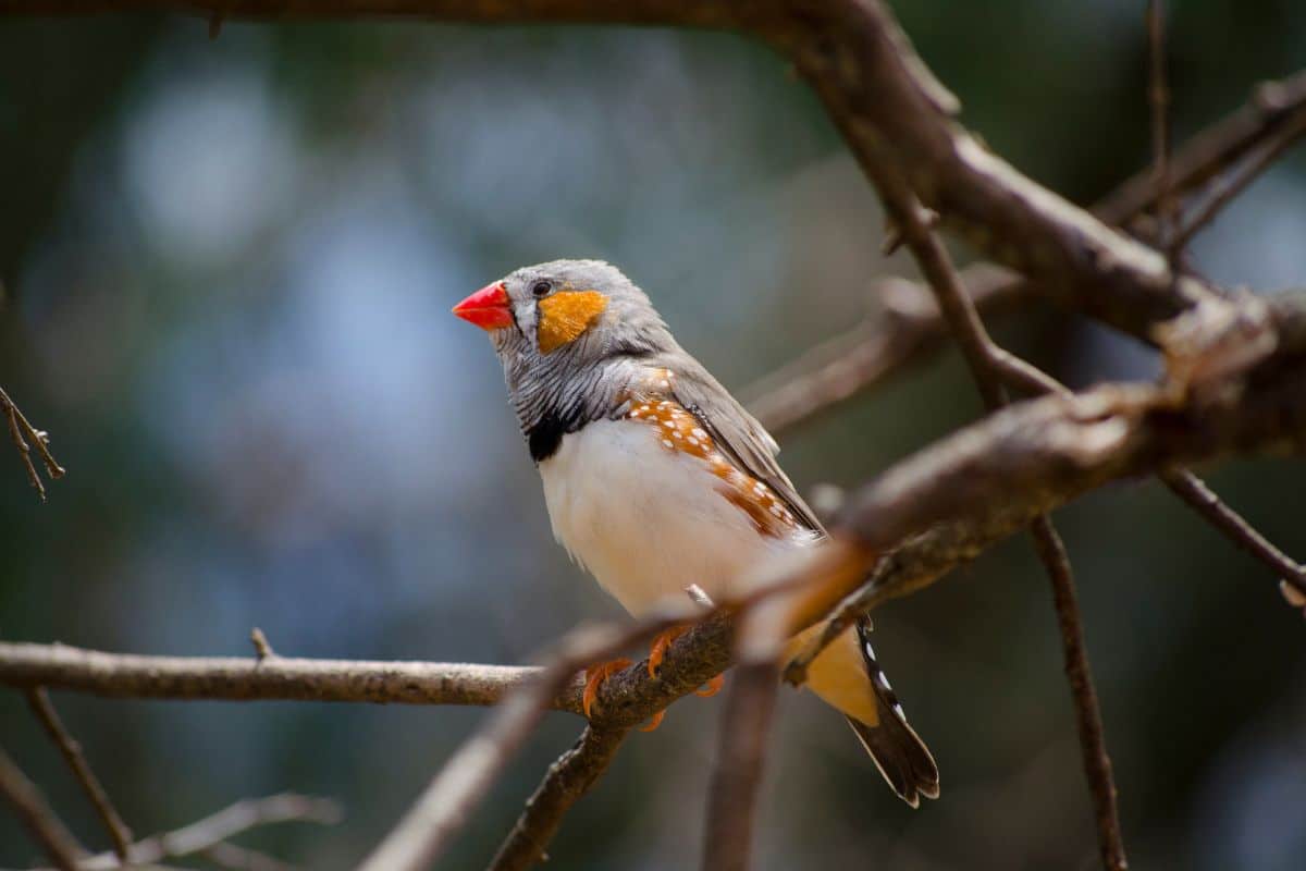 An adorable Zebra Finch standing on a tree branch.
