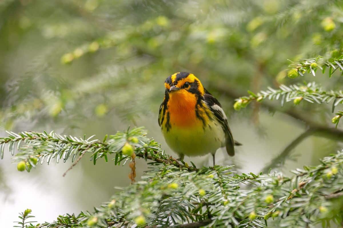 Cute Blackburnian Warbler standing on a tree branch.